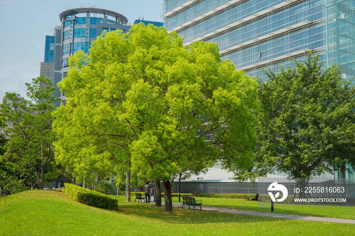 park with a big tree in the city