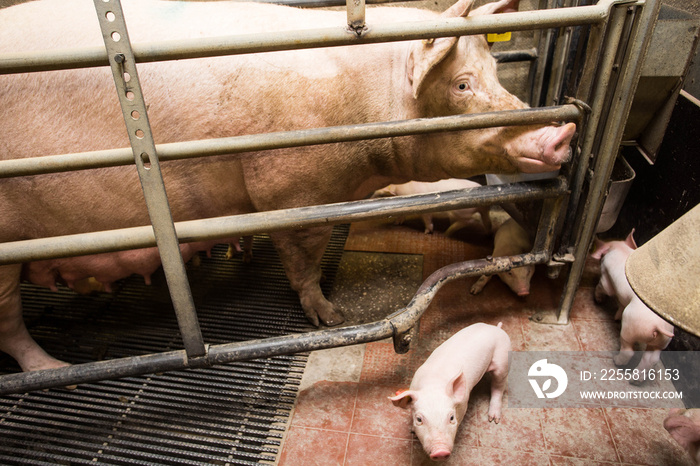 Mother pig locked in a cage with her piglets on a breeding farm