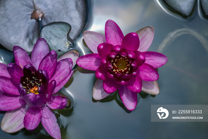 beautiful pink lotus in pond