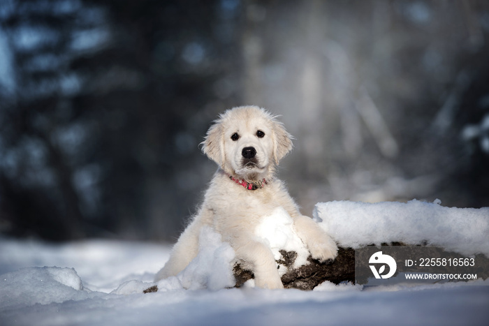 golden retriever puppy posing in a winter forest