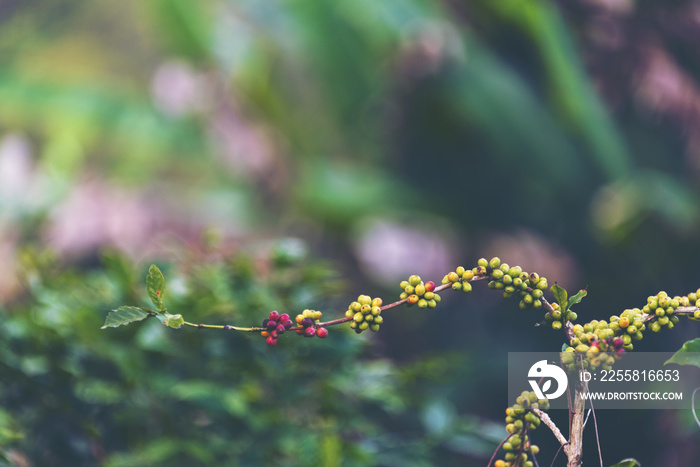 coffee tree in field