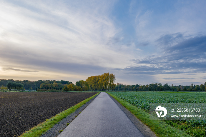 Tranquil one point perspective scenery of small road between agricultural field and empty land on countryside area in the morning with beautiful dramatic golden and blue cloud and sky.