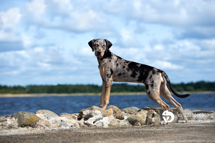 beautiful catahoula dog on the beach in summer