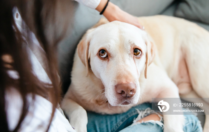 Young pretty woman in casual clothes hugs her beloved big dog while sitting on the sofa in the living room of her cozy house. Communication concept with animals