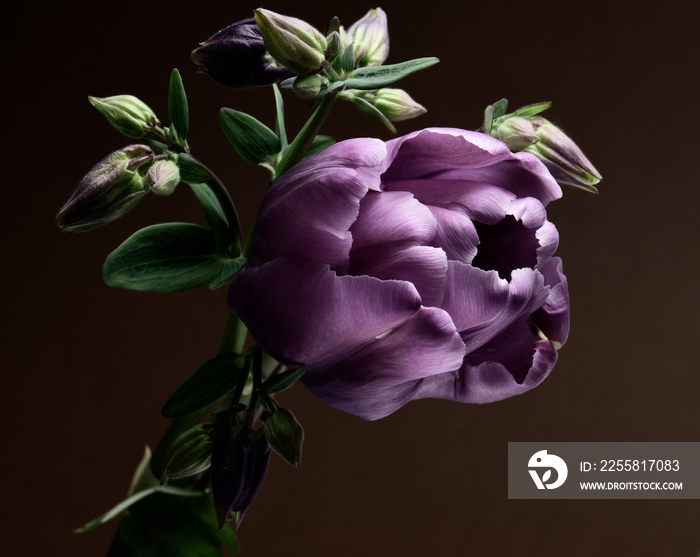 Purple tulip and flowers catchment on a dark background.