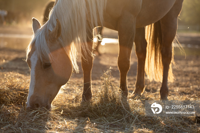 Beautiful palomino horse, quorter eating hay in the pasture in the sunshine, fall