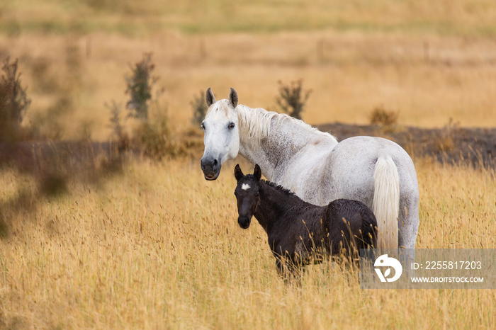 Horses Standing In The Farming Grassland