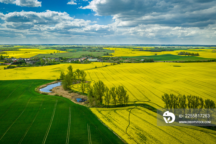 Flying above yellow rape fields in spring, Poland