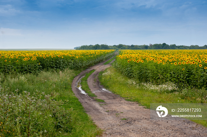 Summer sunflowers field with a dirt road