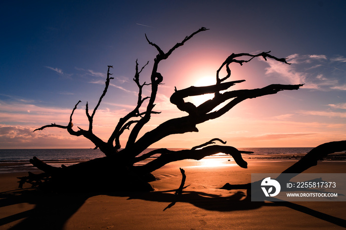 Driftwood Beach in Georgia