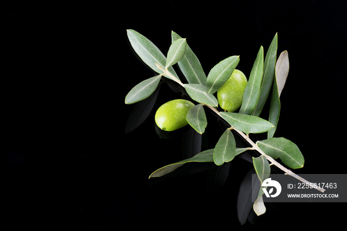 Beautiful fresh ripe green olive branch isolated on black background, copy space, close up. Olive of Puglia, Italy