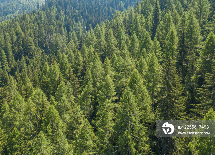 Aerial view of serene and tranquil coniferous forest and its canopy. Idyllic Tree tops in Swiss mountains seen from above.