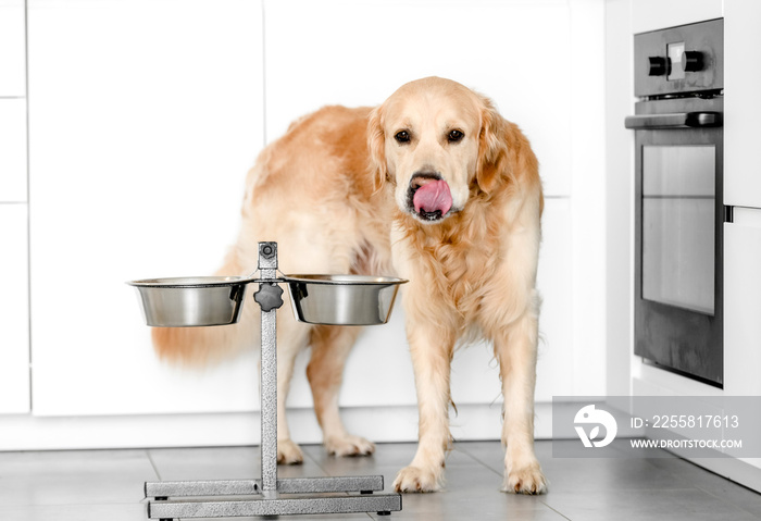 Golden retriever dog at home