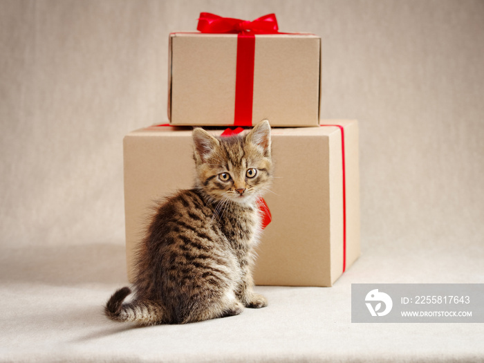 A cute tabby kitten sits looking at the camera and gift boxes. Studio shot from a low angle.