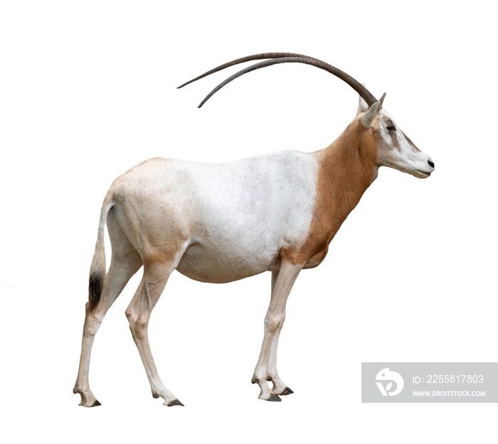 scimitar horned oryx isolated