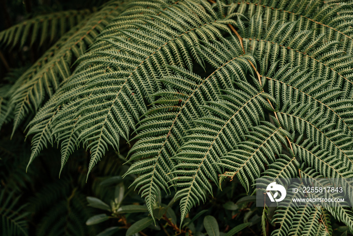 Green fern leaves texture close-up natural background