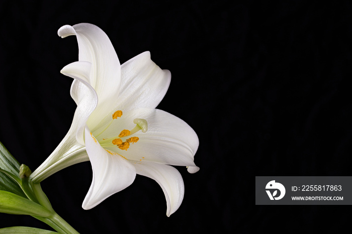 white lily flower on black background