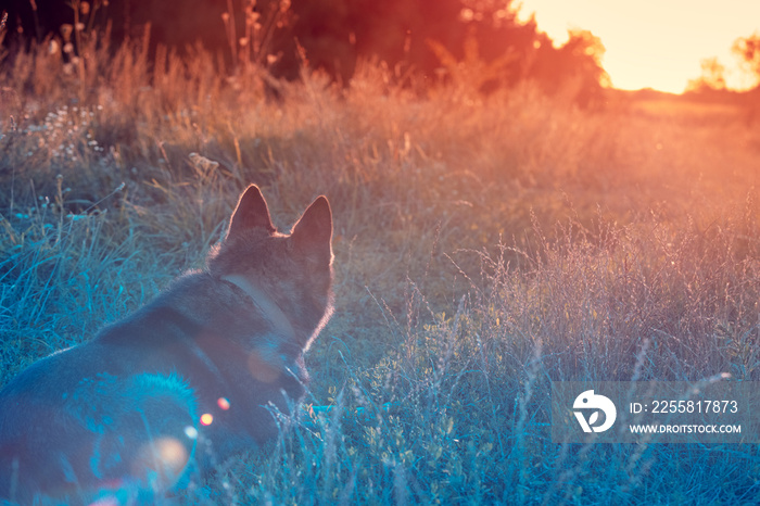 Dog gazing sunset in the countryside in the field. The dog sitting on the grass back to the camera