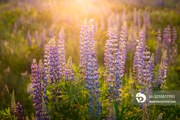 Romantic charming blooming lupins in the evening during summer sunset. Field of blue violet flowers, warm rays of the sun from above.