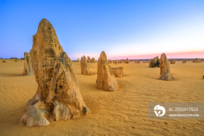 Pink blue twilight on the desert of pinnacles in WA Nambung National Park at sunset. These big pointed stones are the major tourist attraction of Western Australia.