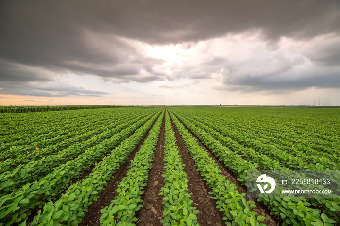 Soybean field ripening at spring season, agricultural landscape