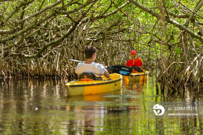 Tourist kayaking in mangrove forest in Everglades, Florida, USA