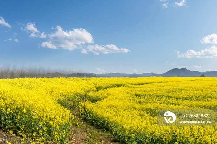 rapeseed flower field in sunny spring