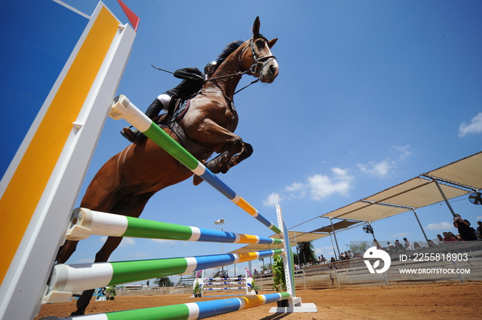 Bottom view on the horse jumping over obstacles with the rider on the horseback