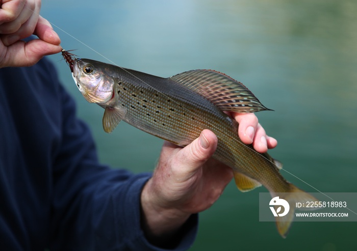 Fly fisherman holding Arctic Grayling (Thymallus arcticus) in Beartooth Mountains, Montana