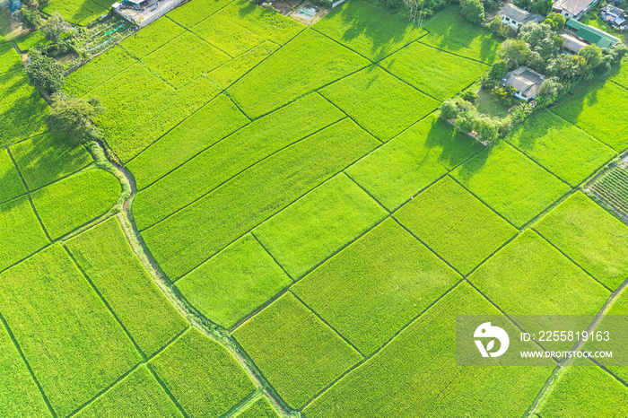 Land or landscape of green field in aerial view. Plot of land for agricultural farm, farmland or plantation with crop, rice. Also sale, investment. Rural area with nature at countryside in Chiang mai.