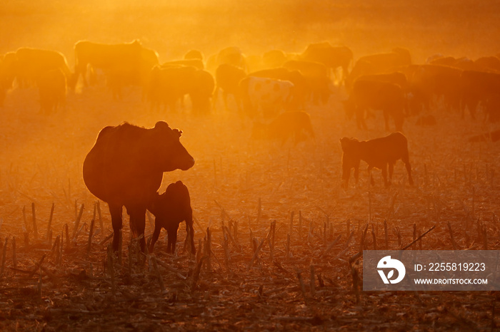 Free-range cattle, including cows and calves, feeding on dusty field at sunset, South Africa.