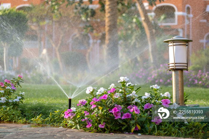 Plastic sprinkler irrigating flower bed on grass lawn with water in summer garden. Watering green vegetation duging dry season for maintaining it fresh.