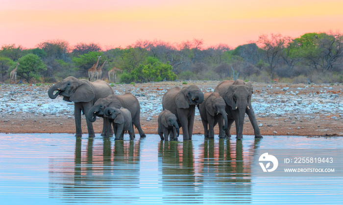 A group of elephant families go to the water’s edge for a drink - African elephants standing near lake in Etosha National Park, Namibia