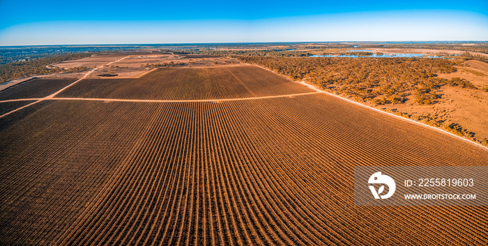 Beautiful vineyard in Kingston on Murray, Riverland, South Australia - aerial panoramic landscape