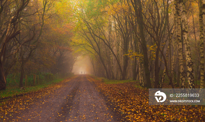 Woodland in foggy, Autumnal weather with colourful Autumn leaves and two walkers in the far distance, social distancing during the 2nd Coronavirus Lockdown in the UK.  Horizontal.  Space for copy