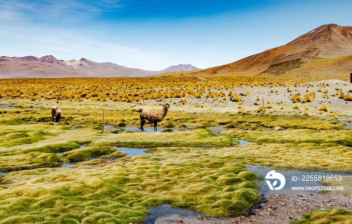 Summer Wide mountain Bolivian landscape with alpacas
