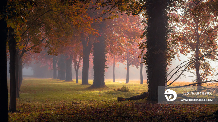 Photo d’une Forêt brumeuse d’Automne au petit matin, en Normandie