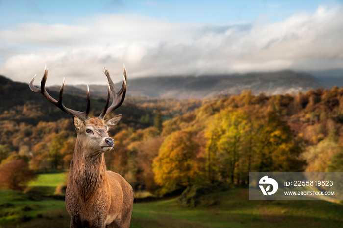 Stunning Autumn Fall landscape of woodland in with majestic red deer stag Cervus Elaphus in foreground