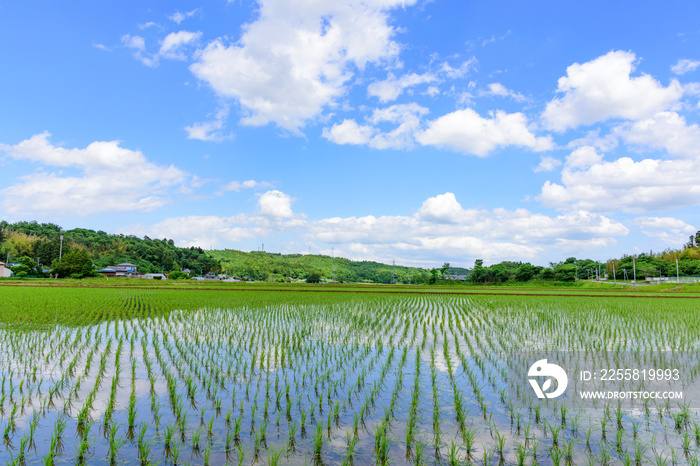 宮城　小さな村の田植えの後