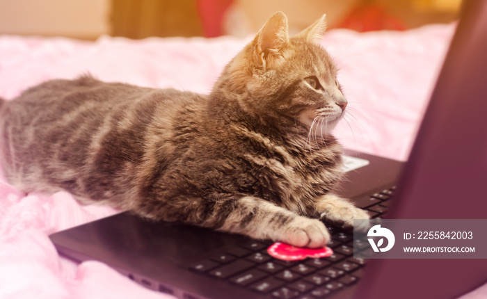 Beautiful gray tabby cat with a laptop with a heart. Funny pet. Pink background. Valentines Day and