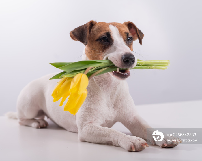 Portrait of a jack russell terrier in a bouquet of yellow tulips in his mouth on a white background.