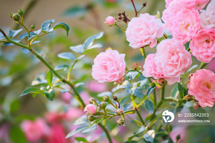 Beautiful pink roses flower in the garden