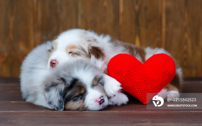 Australian Shepherd puppies sleeping hugging each other next to a red plush heart on a dark wooden b