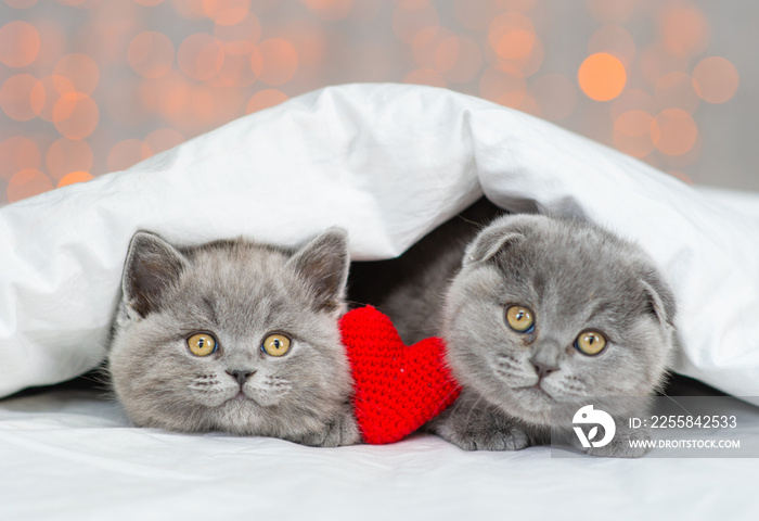 Two fluffy gray kittens lying under a blanket against the backdrop of lights with a plush heart betw