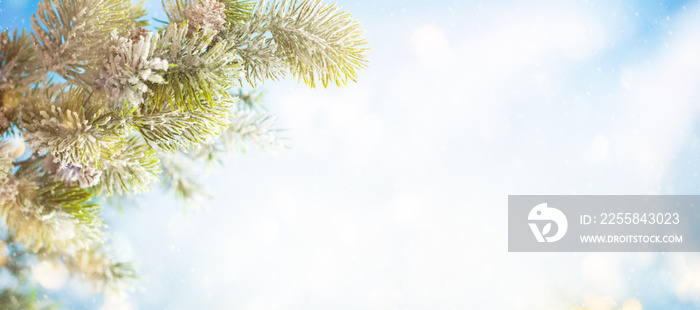 Christmas fir tree branches with pine cones on blurred blue .background. Christmas and Winter concep