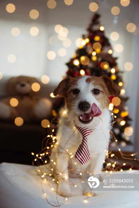 FUNNY CHRISTMAS OR NEW YEAR DOG. JACK RUSSELL PUPPY SMILING AND LINKING WITH TONGUE. WEARING A RED S
