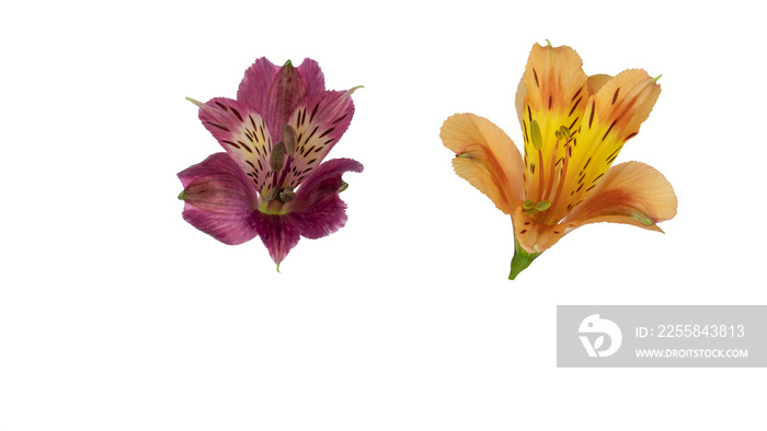 Alstroemeria, commonly called the Peruvian lily or lily of the Incas, native to South America cut ou