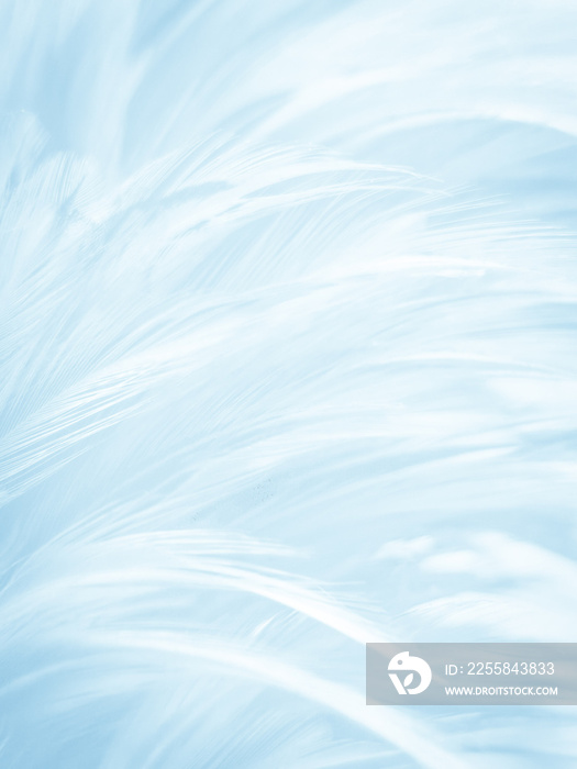 Beautiful abstract blue feathers on white background, black feather texture and blue background, fea