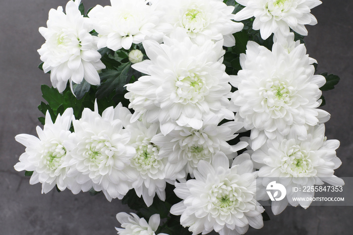 Background of white chrysanthemum flowers. Buds of white flowers.