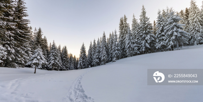 Pine trees in mountains in winter sunny day.